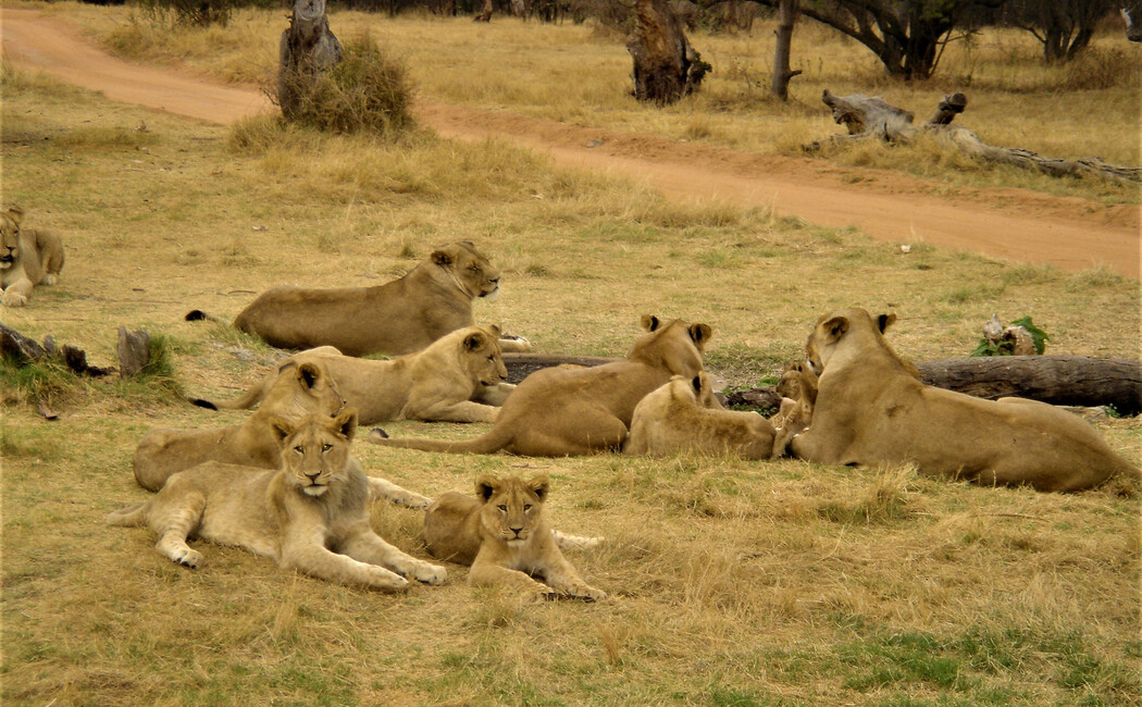 Prezentul sud-african, safari şi escapadă la Cascada Victoria