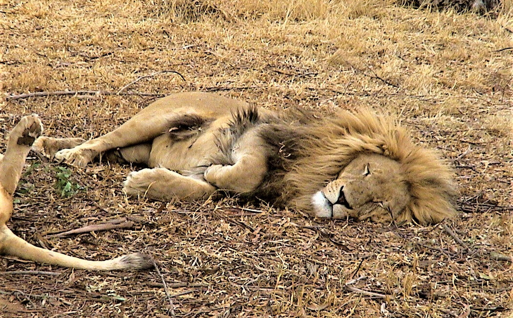 Prezentul sud-african, safari şi escapadă la Cascada Victoria