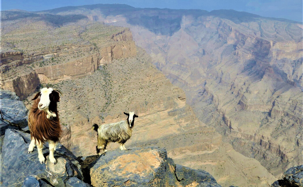 Fiordurile Peninsulei Musandam