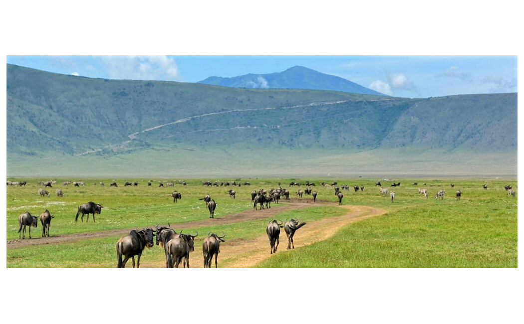Marea migrație a “bestiilor”africane