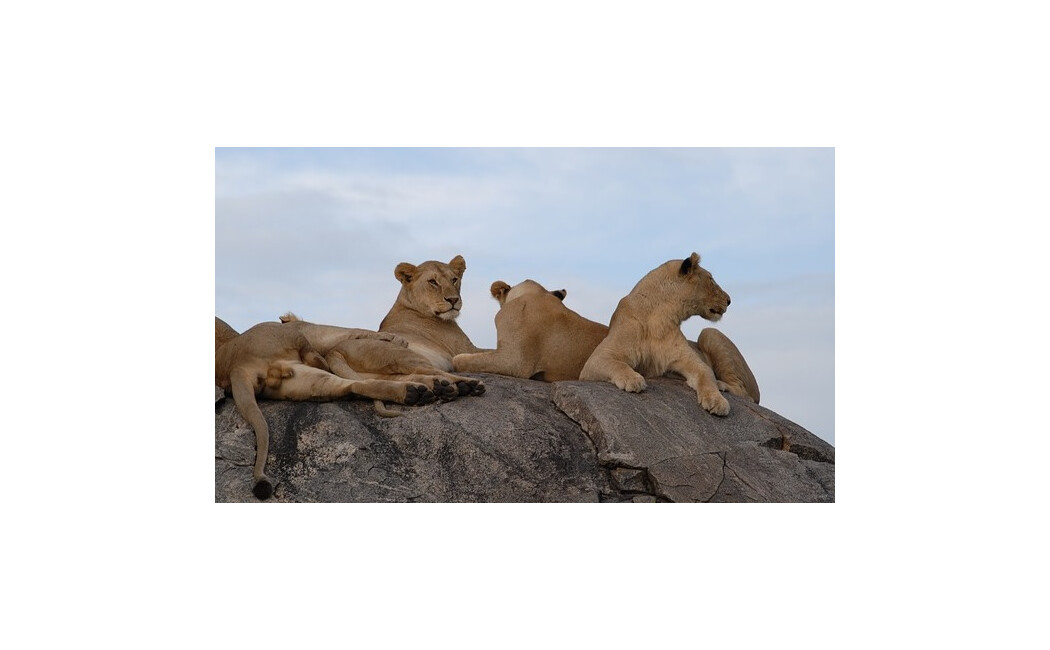 Safari și plajă la Oceanul Indian