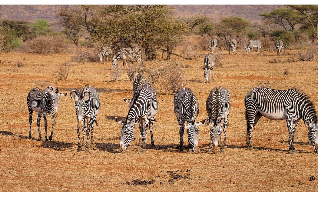 Safari și plajă la Oceanul Indian