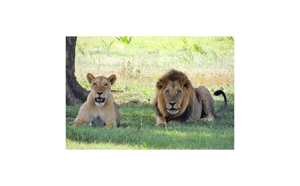 Safari și plajă la Oceanul Indian