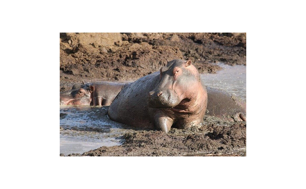 Safari și plajă la Oceanul Indian